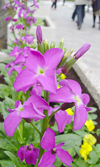 歩道で咲く美しい花