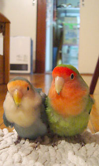 ラブバードのグリとグラ