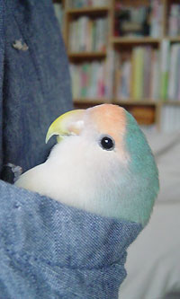 ポケットのグラ