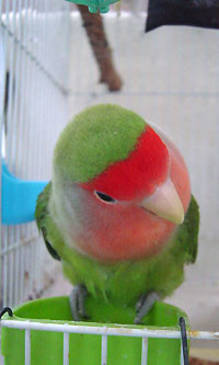 首をかしげるグリ