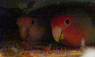 （モ）グラと（モ）グリ