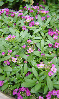 紫色の小さなお花