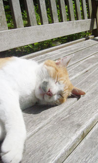 すやすや眠る猫