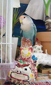 シーサーにのるグラ