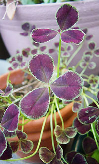 三つ葉のクローバー