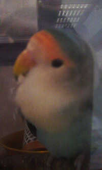 グラ（コザクラインコ）