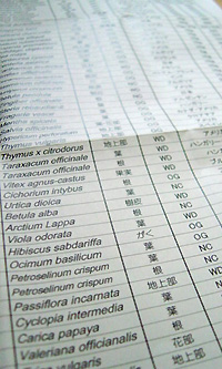 シングルハーブ一覧