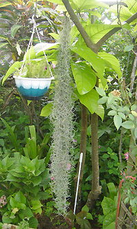 サルオガセモドキ