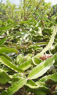 ドラゴンフルーツ畑