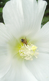 ミツバチとお花