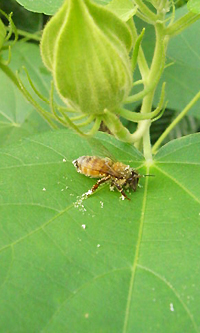 葉っぱとミツバチ