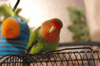 コザクラインコのグリ