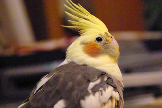 オカメインコのモモ