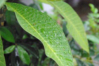 葉っぱの上の水滴