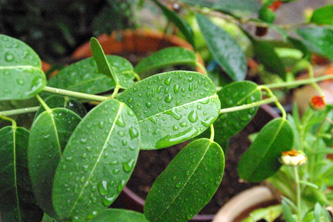 葉っぱの上の水滴