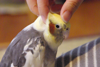 オカメインコのモモ