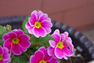 ピンク色のお花