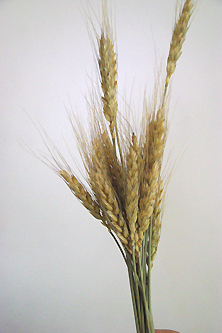 麦穂