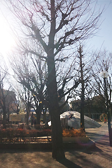 公園の日差し