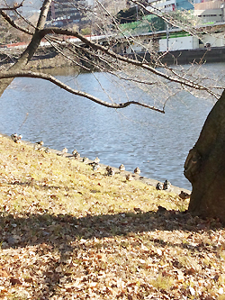 日向ぼっこする水鳥