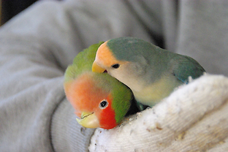 仲良しグリグラ