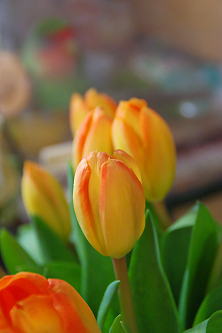 チューリップ