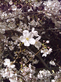 夜桜