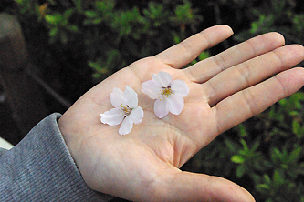 桜の花びら