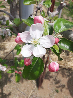 りんごの花