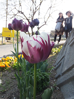 チューリップ