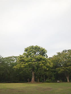 公園の大木