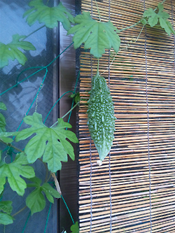 成長したゴーヤー