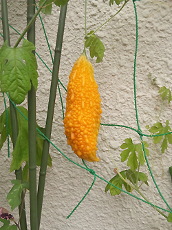 熟したゴーヤー