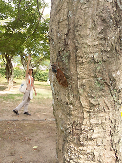 あぶらぜみとコトリちゃん